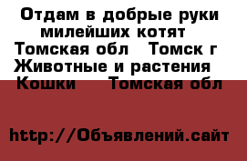 Отдам в добрые руки милейших котят - Томская обл., Томск г. Животные и растения » Кошки   . Томская обл.